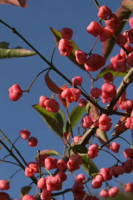 spindle 'Indian Summer'