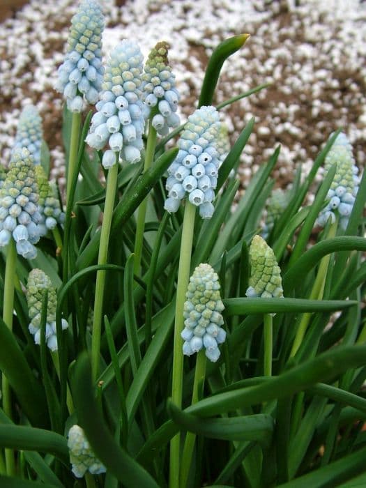 grape hyacinth 'Jenny Robinson'