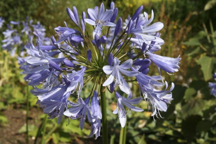 African lily 'Lavender Haze'