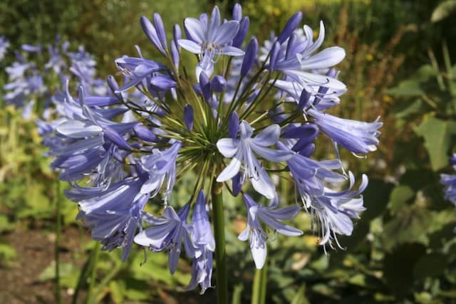 African lily 'Lavender Haze'