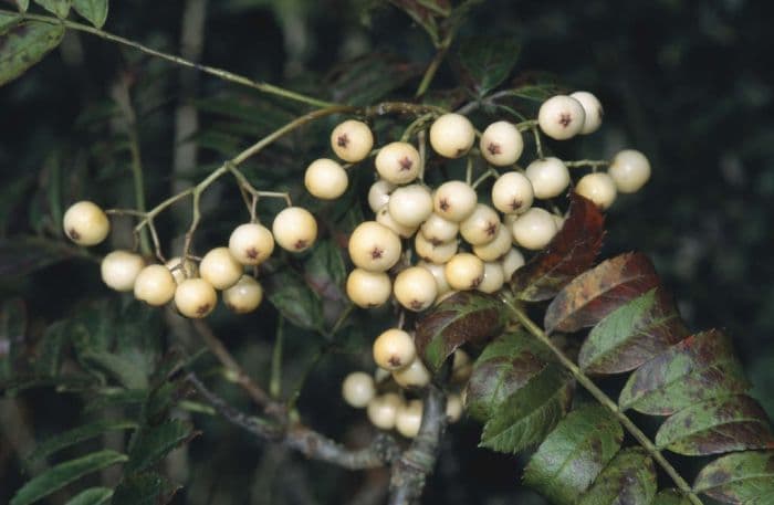 yellow-berried rowan