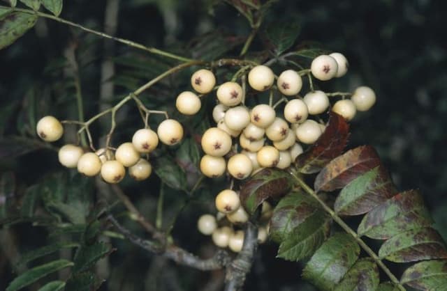 Yellow-berried rowan