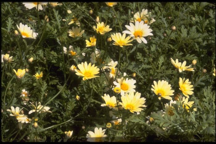 marguerite 'Levada Cream'