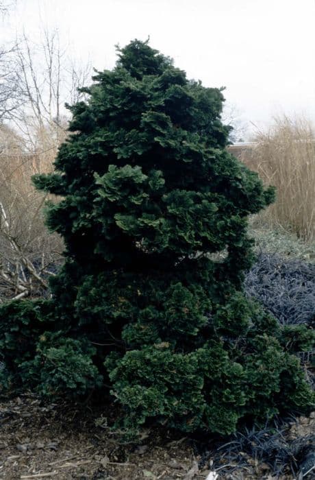 Hinoki cypress 'Nana'