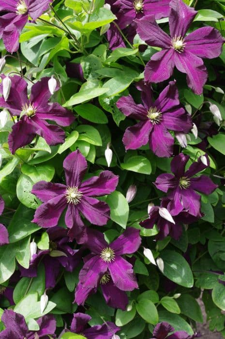 clematis 'Romantika'