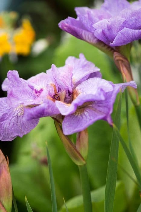 Siberian iris 'Rigamarole'