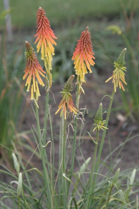 red-hot poker 'Bressingham Comet'