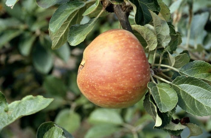 apple 'Alkmene'