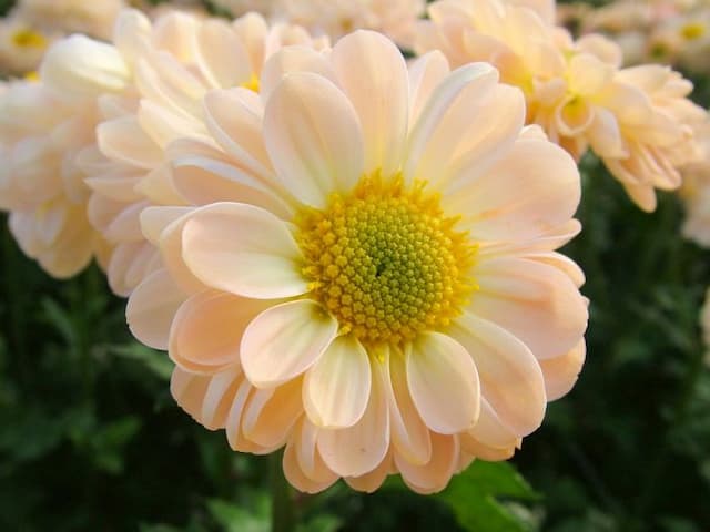 Chrysanthemum 'Daphne Davis'