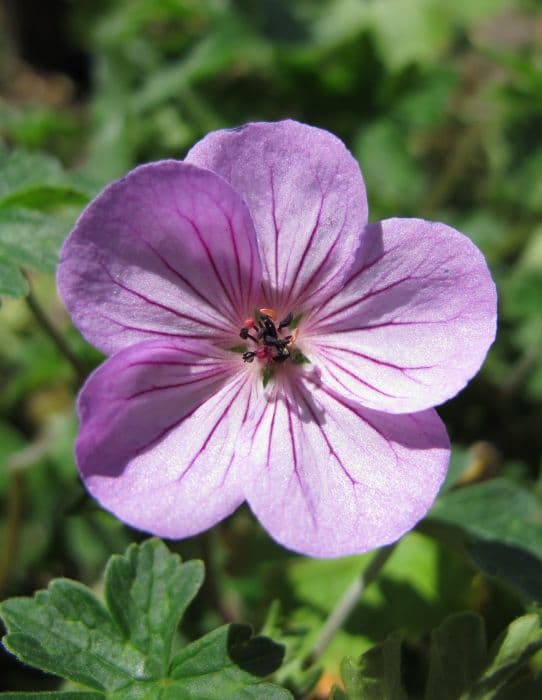 cranesbill 'Joy'