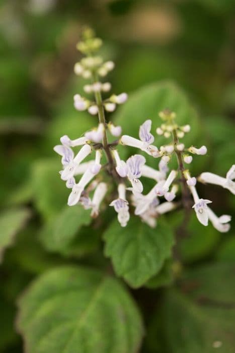 bonsai spurflower