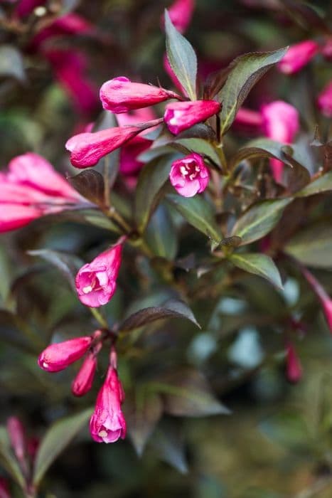 weigela 'Alexandra'