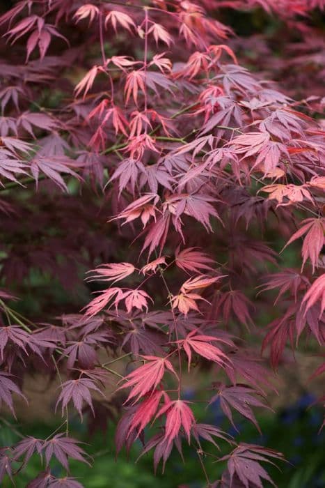 Japanese maple 'Kinran'