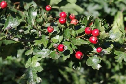 Crataegus flexilis