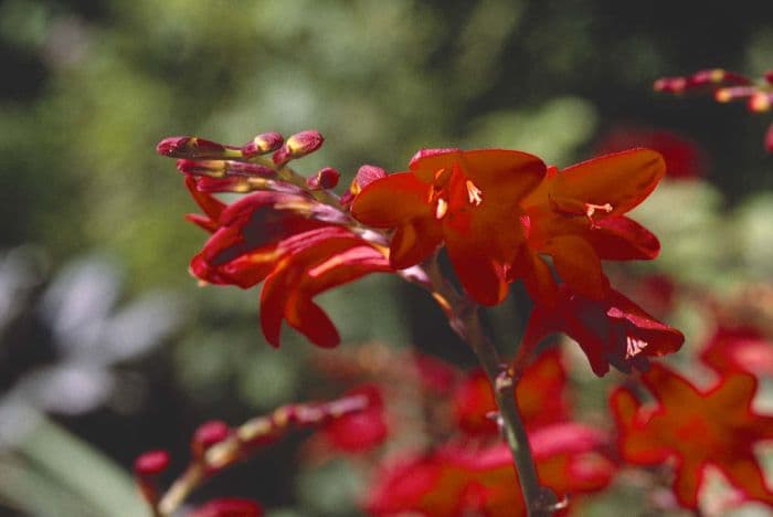 montbretia 'Emberglow'