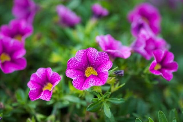 Calibrachoa [Colibri Pink Lace]