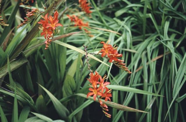 Giant montbretia