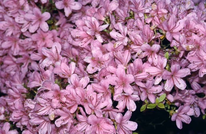 rhododendron 'Hinomayo'