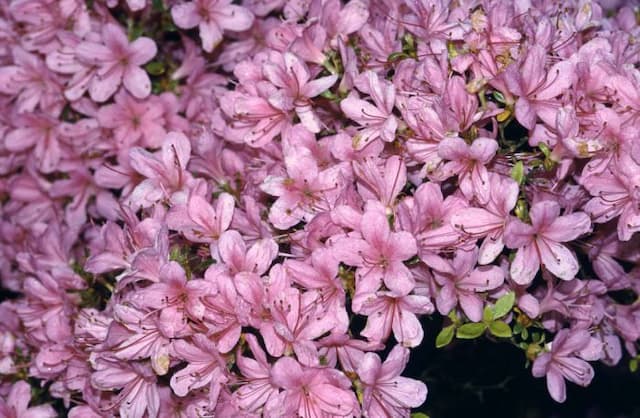 Rhododendron 'Hinomayo'
