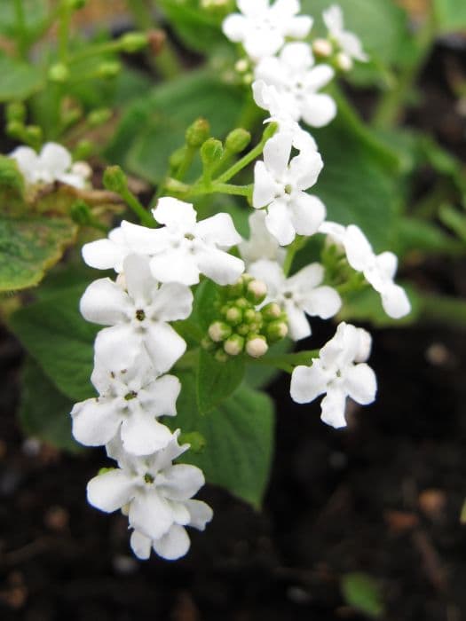 Siberian bugloss 'Betty Bowring'