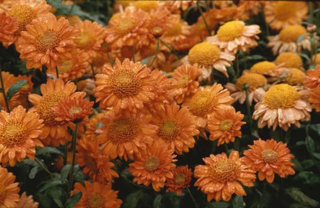 Chrysanthemum 'Pennine Magnet'