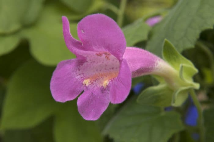 creeping gloxinia