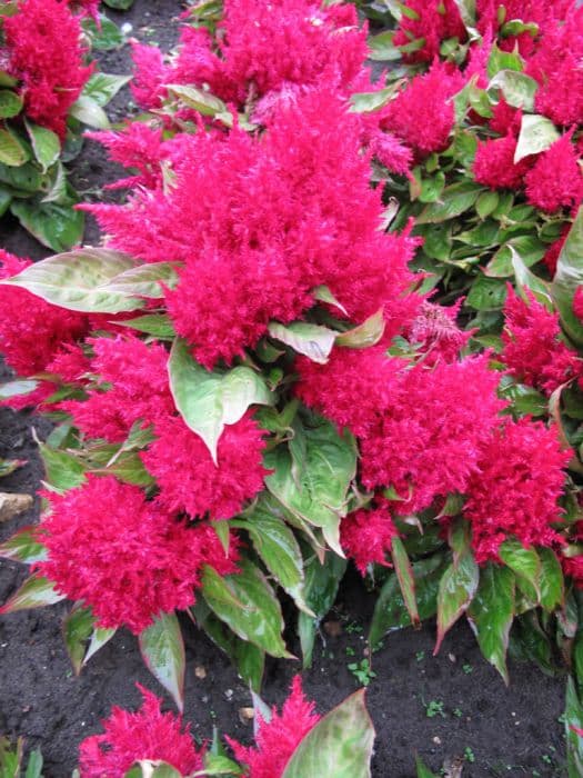 cockscomb 'Glow Red'