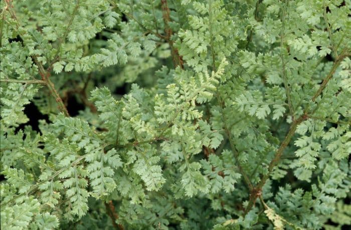 broad buckler fern 'Lepidota Cristata'