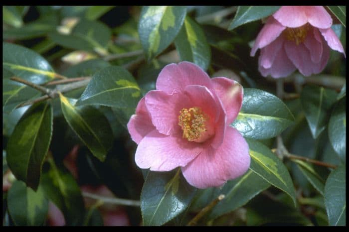 camellia 'Golden Spangles'