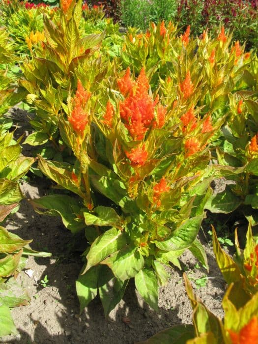 cockscomb 'Fresh Look Orange'