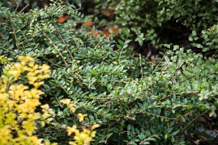 Honeysuckle 'Maigrün'