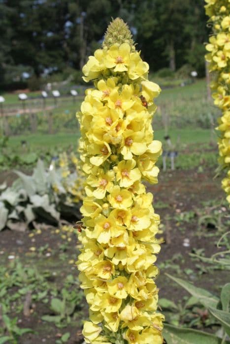 yellow mullein