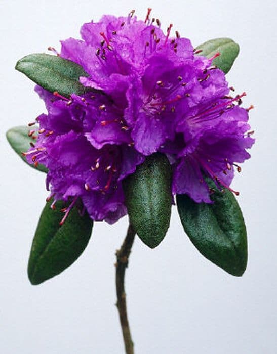 purplish-blue rhododendron