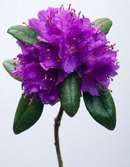 Purplish-blue rhododendron
