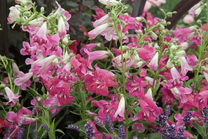 penstemon 'Pensham Charlotte Louise'