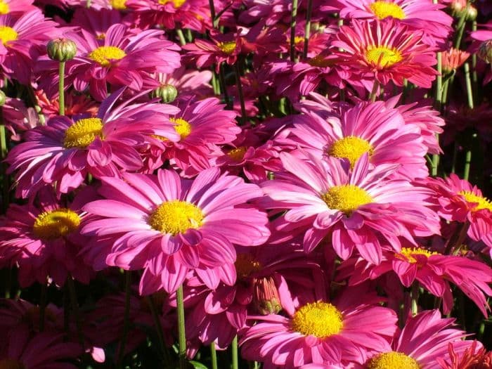 chrysanthemum 'Upton Rose'