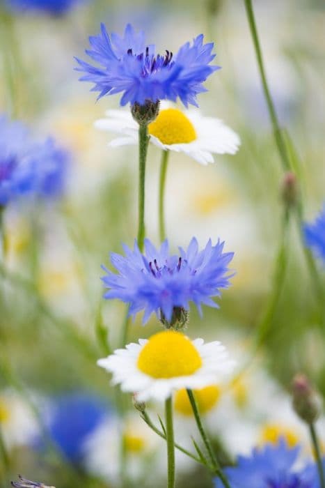 cornflower