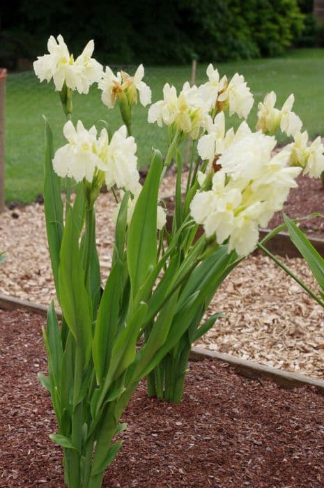 cautleya-flowered roscoea 'Himalaya'