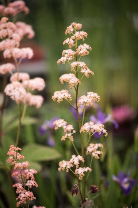 rodgersia 'Irish Bronze'