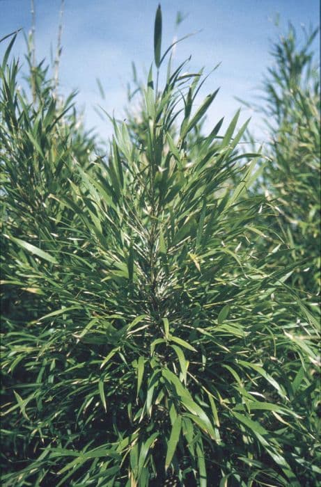 Chilean bamboo