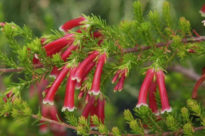 two-coloured heath