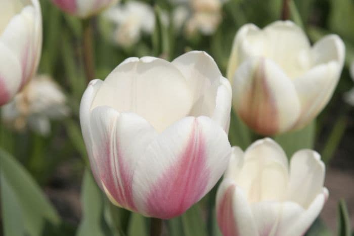 tulip 'Belle du Monde'