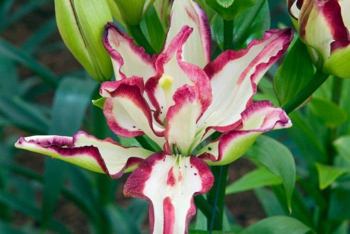 lily 'Double Sensation'