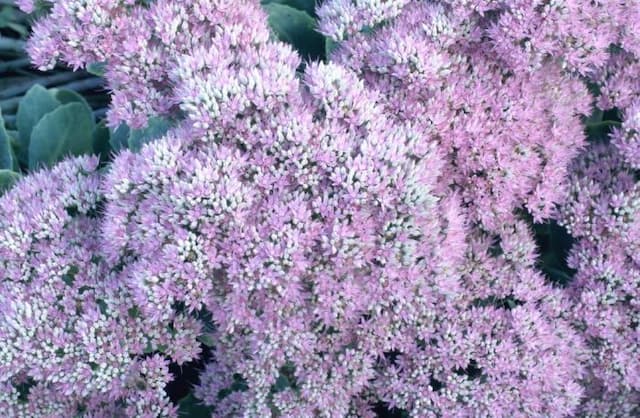 Ice plant 'Brilliant'