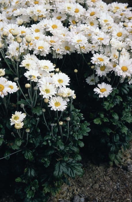 chrysanthemum 'Pennine Polo'