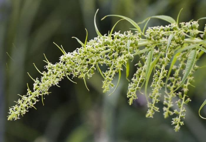 Cretan hemp