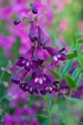 penstemon 'Pensham Raspberry Ice'