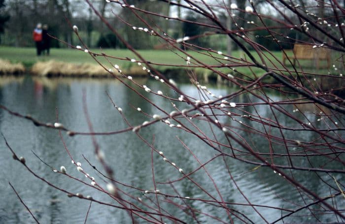 violet willow 'Aglaia'