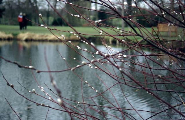 Violet willow 'Aglaia'