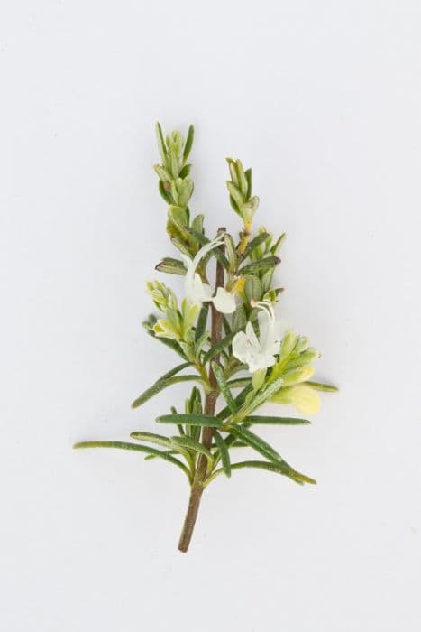 Rosemary 'Lady in White'
